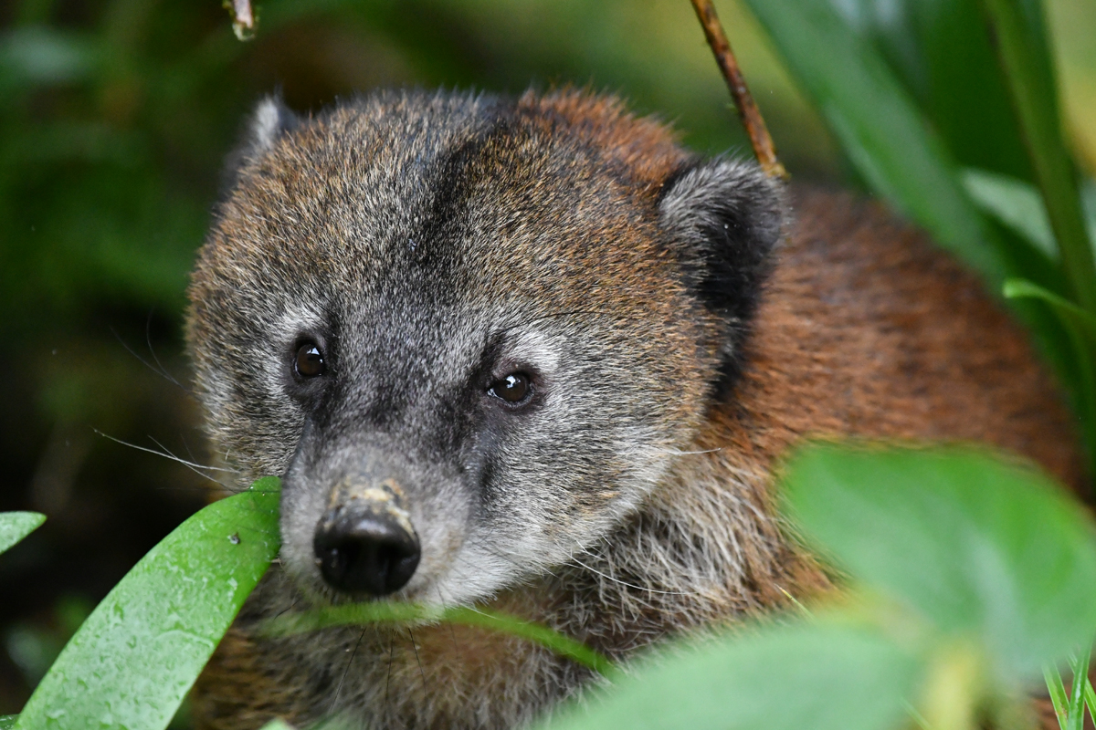 Acerca de la Reserva Buenaventura